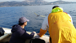 Glider test mission at Saronikos Gulf